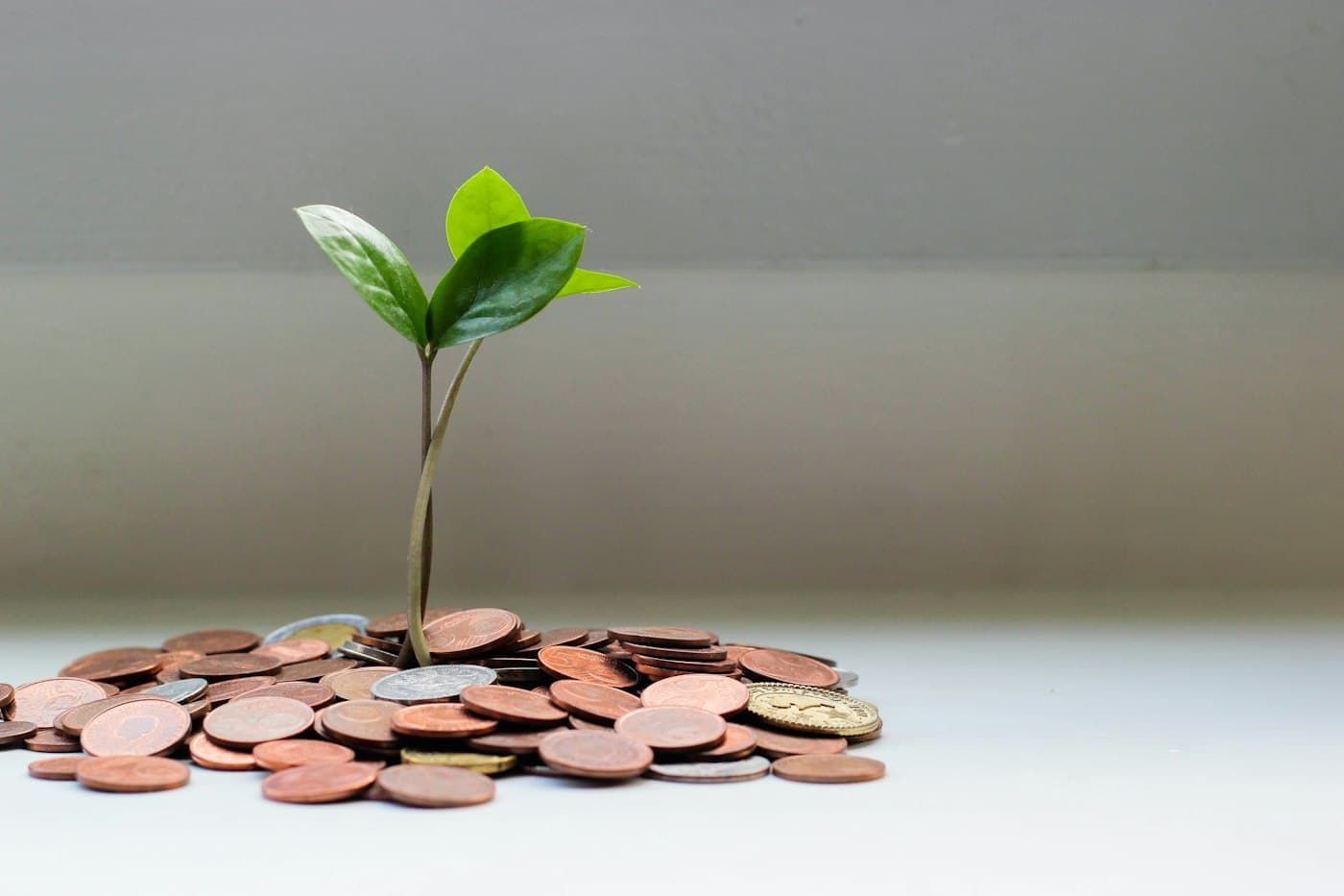 A green seedling growing out of a pile of coins
